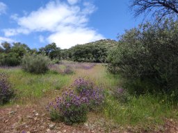 Flora del Cerro Masatrigo